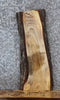 Thumbnail for Live Edge Maple Taxidermy Mounts/Side Table Slab 5284