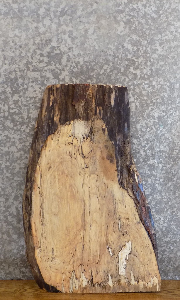 Live Edge Reclaimed Spalted Maple Sofa/Side Table Top Slab 5295