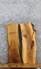 Thumbnail for 2- Live Edge Ash Side Table Top/Taxidermy Mount Slabs 5299-5300