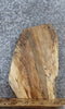 Thumbnail for Live Edge Spalted Maple End Table Top/Taxidermy Mount Slab 5301