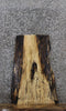Thumbnail for Live Edge Spalted Maple Taxidermy Mount/Side Table Top 5308