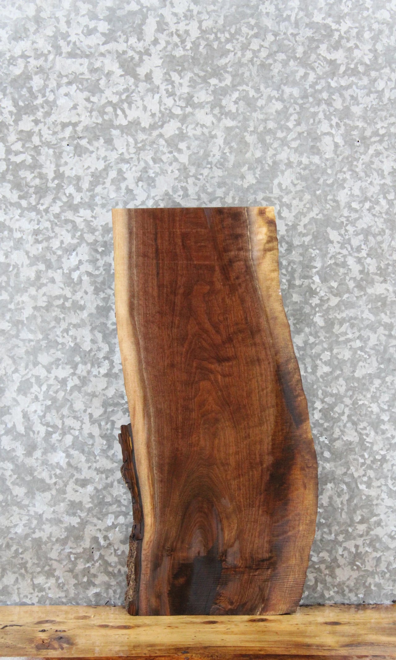 Live Edge Black Walnut Taxidermy/Charcuterie Board 5321