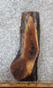 Thumbnail for Live Edge Black Walnut Side Table Top/Taxidermy Mount Slab 5321