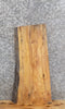 Thumbnail for Live Edge Ash Taxidermy Mount/Coffee Table Top Slab 5333