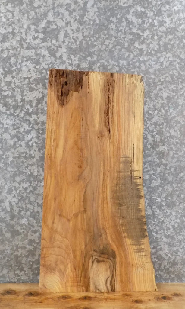 Live Edge Ash Taxidermy Mount/Coffee Table Top Slab 5333