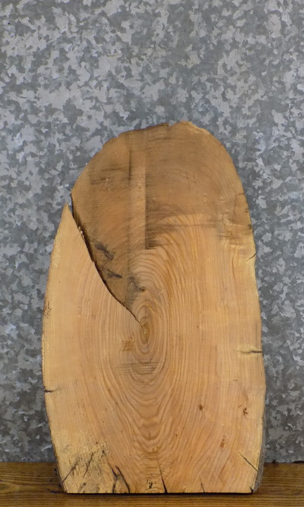 Live Edge Ash Entry/End/Side Table Top Wood Slab CLOSEOUT 5340