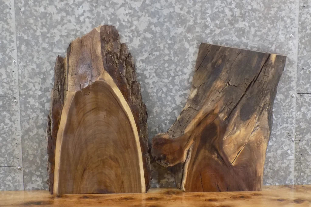 2- Live Edge Black Walnut Taxidermy Mount/Accent Table Top Slabs 5344-5345