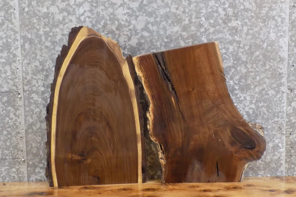 2- Live Edge Black Walnut Taxidermy Mount/Accent Table Top Slabs 5344-5345