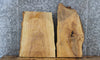 Thumbnail for 2- Ash Live Edge Charcuterie/Taxidermy Slabs 5346-5347