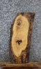 Thumbnail for Ash Live Edge Charcuterie/Taxidermy Slab 5356
