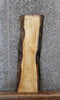Thumbnail for Natural Edge Maple Coffee Table Top Slab 560