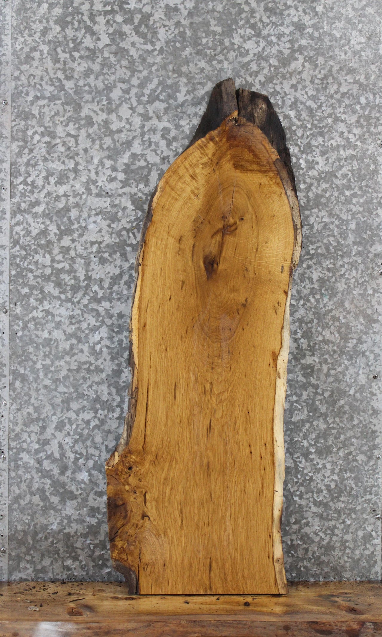 Live Edge White Oak Charcuterie/Taxidermy/Bench Slab 570