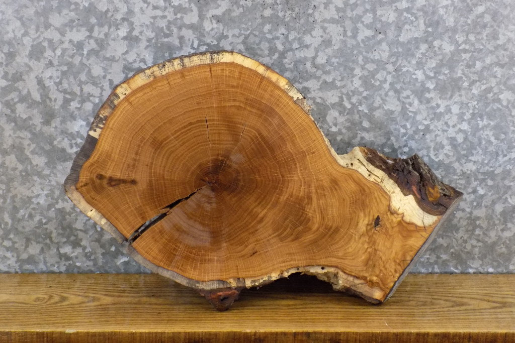 Oval Cut Live Edge White Oak DIY Charcuterie Board/Slab 6026