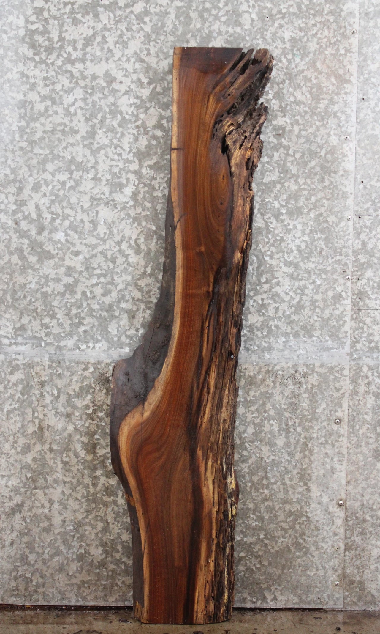Live Edge Black Walnut Cocktail Table Top/Wall Shelf 603