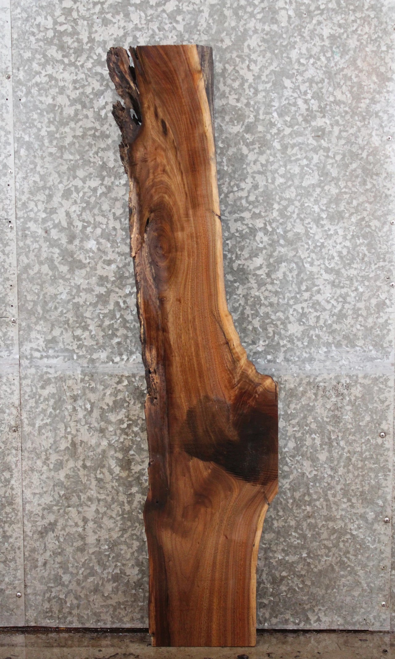 Live Edge Black Walnut Cocktail Table Top/Wall Shelf 603
