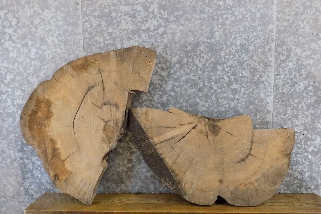 2- Natural Edge Round Cut Ash Split Board Slab Halves 6064