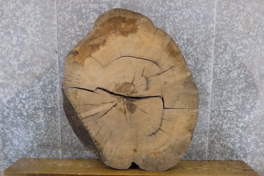 2- Natural Edge Round Cut Ash Split Board Slab Halves 6064