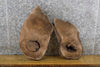 Thumbnail for 2- Black Walnut Live Edge Oval Cut Centerpieces/Craft Pack Slabs 6102-6103