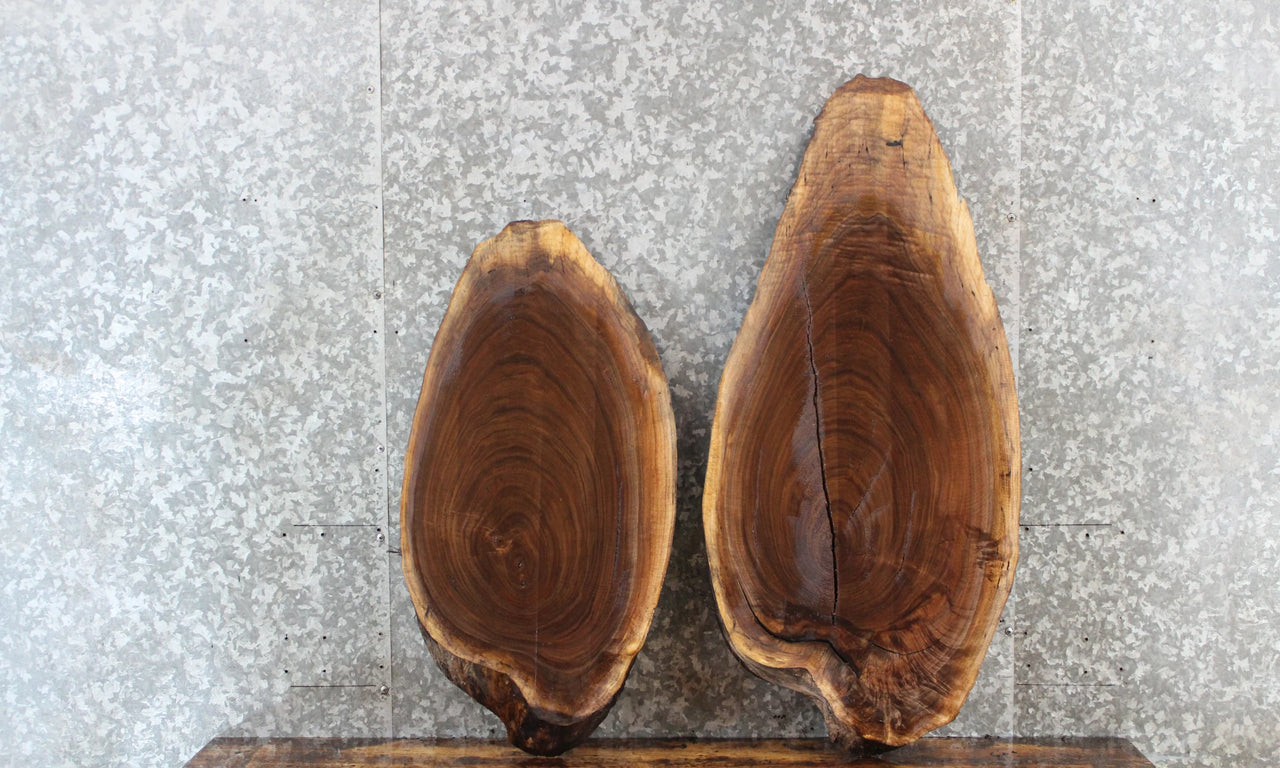 2- Live Edge Black Walnut Oval Cut Taxidermy Mounts/DIY Pack 6121-6122