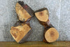 Thumbnail for 2- Natural Edge Oval Cut Ash Taxidermy Base/Craft Pack 6124-6125