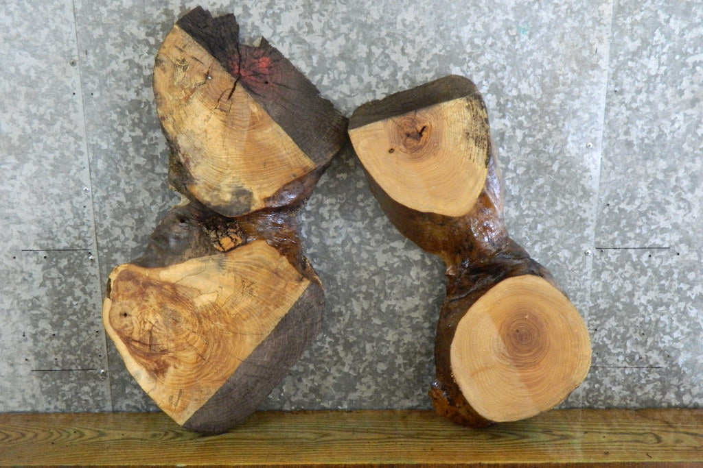 2- Natural Edge Oval Cut Ash Taxidermy Base/Craft Pack 6124-6125