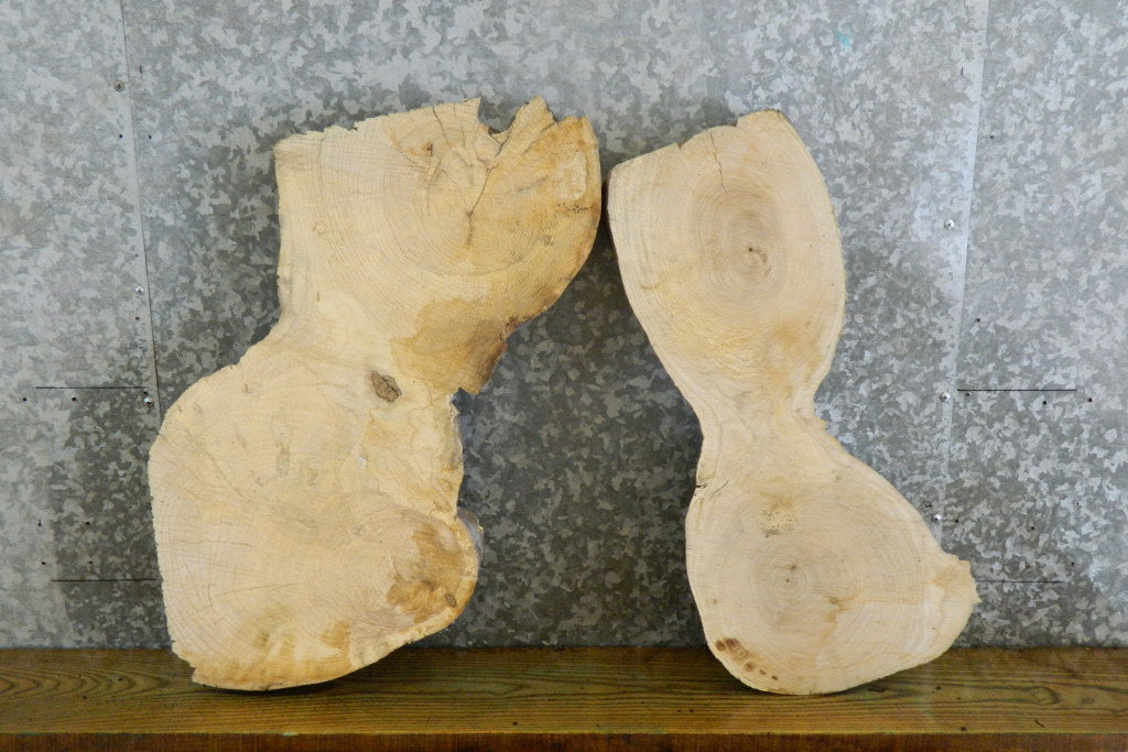 2- Natural Edge Oval Cut Ash Taxidermy Base/Craft Pack 6124-6125