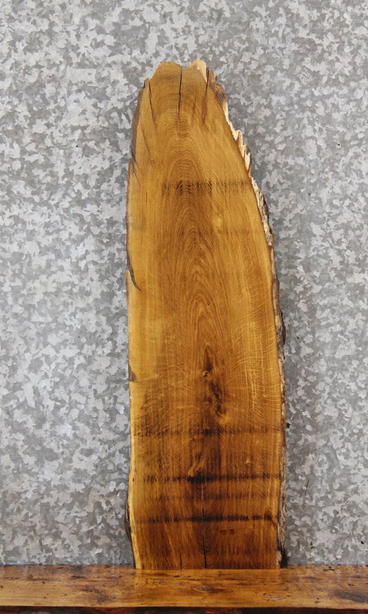 Live Edge White Oak Side Table Top/Taxidermy Mount Slab 613