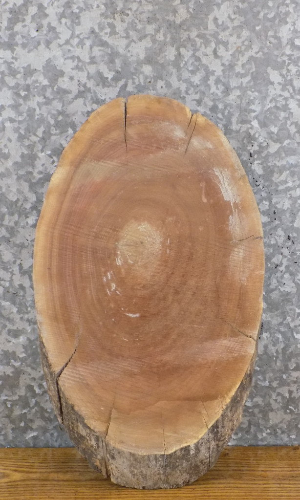 DIY Natural Edge Black Walnut Oval Cut Charcuterie Board/Slab 6175