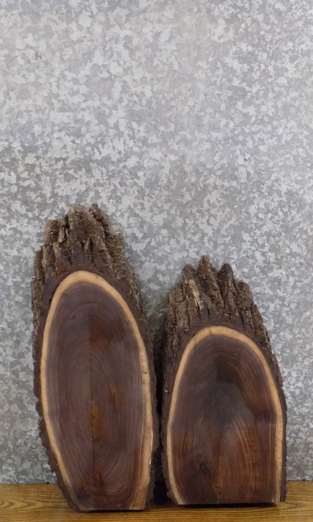 2- Live Edge Oval Cut Black Walnut Rustic DIY Charcuterie Boards 6287-6288