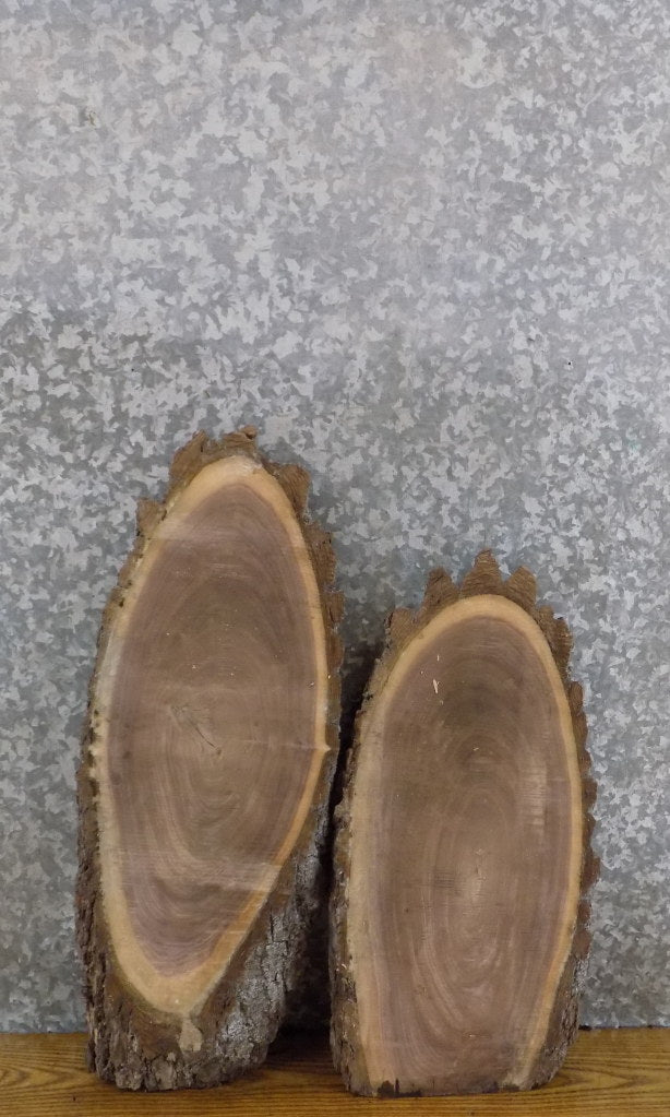 2- Live Edge Oval Cut Black Walnut Rustic DIY Charcuterie Boards 6287-6288