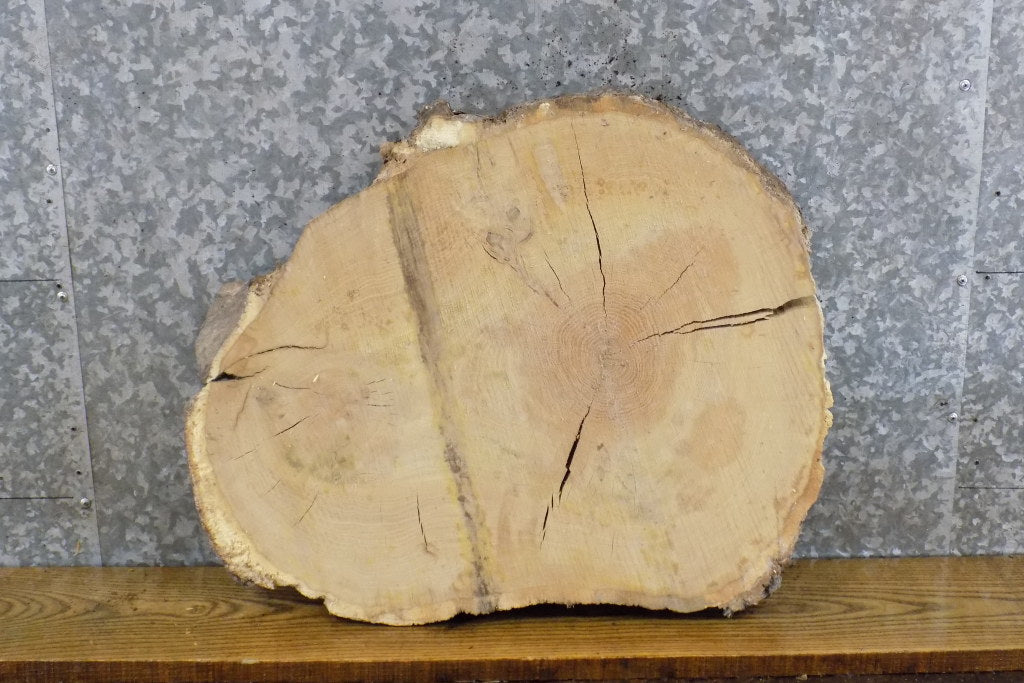 Natural Edge Oval Cut Salvaged White Oak End Table Top Slab 6295