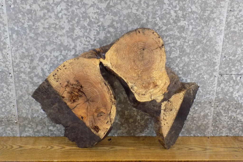 Live Edge Oval Cut Ash Rustic DIY Charcuterie Slab CLOSEOUT 6300