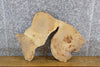 Thumbnail for Live Edge Oval Cut Ash Rustic DIY Charcuterie Slab CLOSEOUT 6300