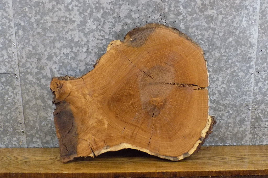 Natural Edge Round Cut White Oak End/Entry Table Top Slab 6301