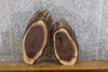 Thumbnail for 2- Black Walnut Oval Cut Live Edge Taxidermy Bases CLOSEOUT 6347-6348