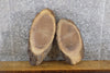 Thumbnail for 2- Black Walnut Oval Cut Live Edge Taxidermy Bases CLOSEOUT 6347-6348