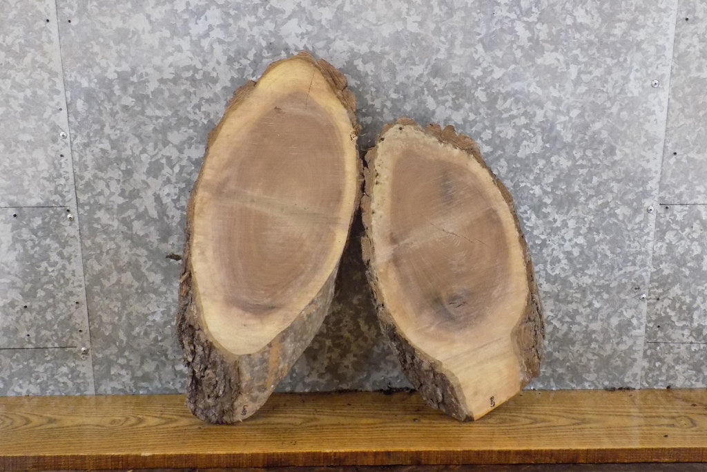 2- Black Walnut Oval Cut Live Edge Taxidermy Bases CLOSEOUT 6347-6348
