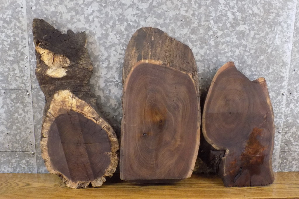 3- Oval Cut Black Walnut Live Edge Taxidermy Base Slabs CLOSEOUT 6361-6363