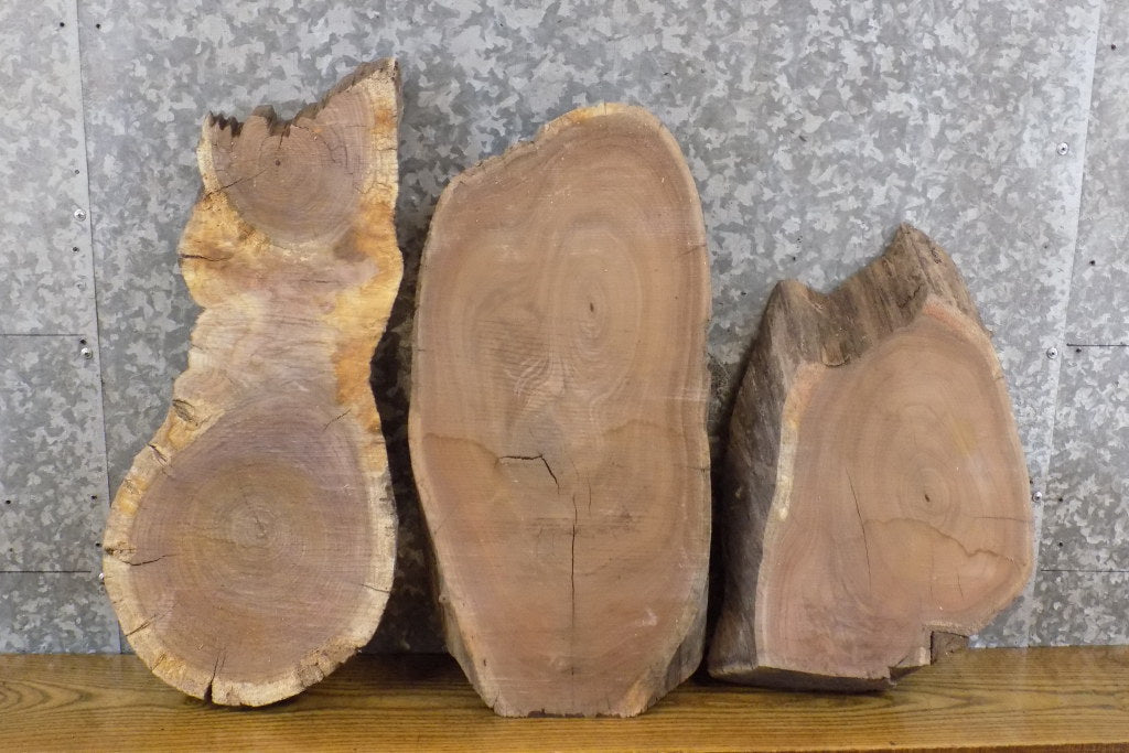3- Oval Cut Black Walnut Live Edge Taxidermy Base Slabs CLOSEOUT 6361-6363