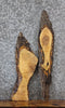Thumbnail for 2- Live Edge Ash Charcuterie Boards/Taxidermy Mount Slabs 637-638