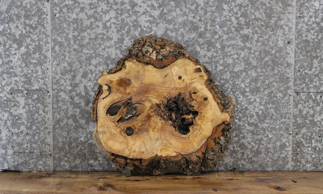 Figured Burl Ash Live Edge Round Wood Slab 6385