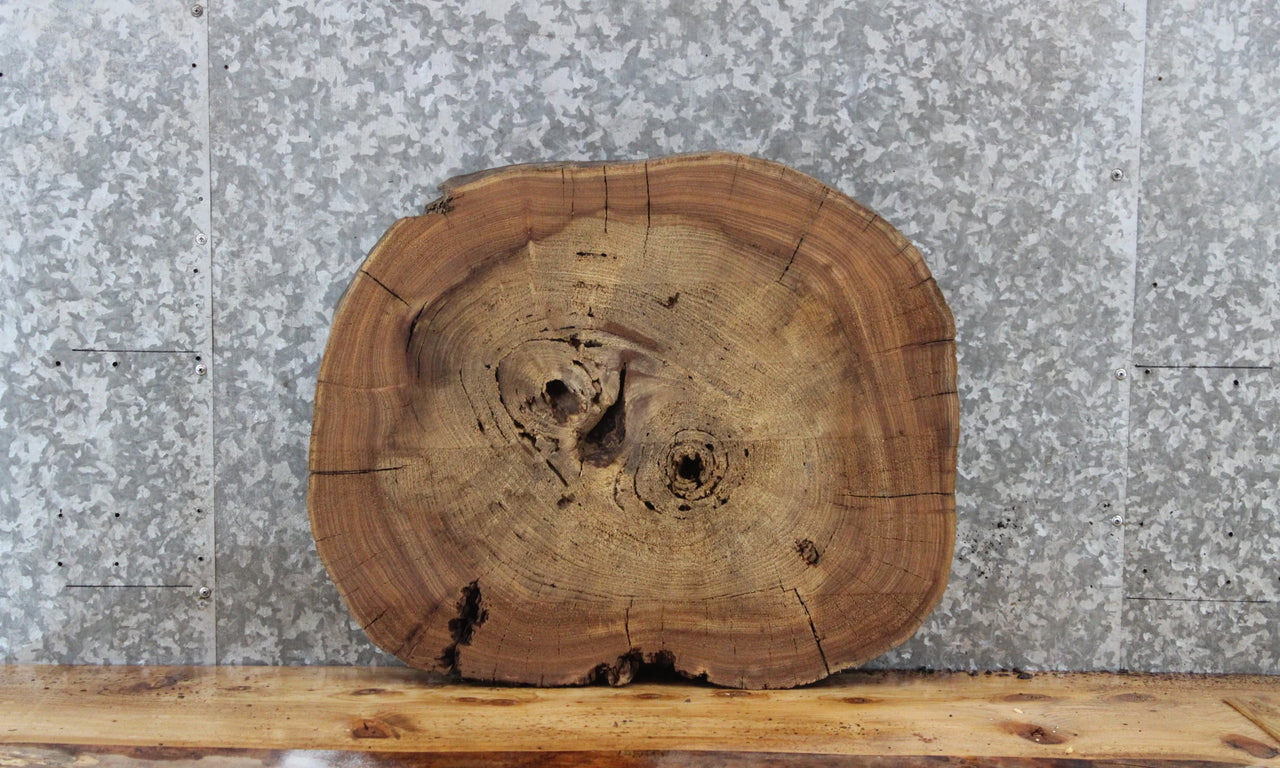 Circle Cut Live Edge Elm Tree Slice, Wood Slab 6392