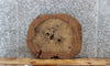 Thumbnail for Circle Cut Live Edge Elm Tree Slice, Wood Slab 6392