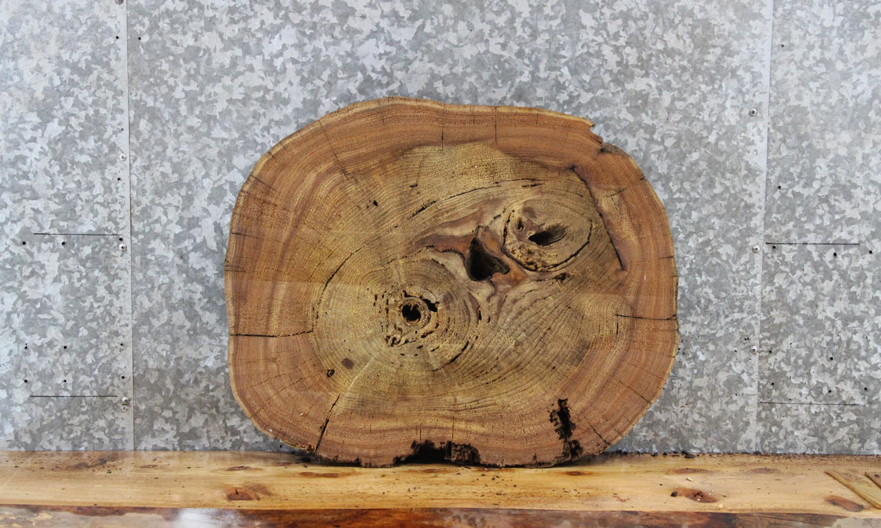 Circle Cut Live Edge Elm Tree Slice, Wood Slab 6392