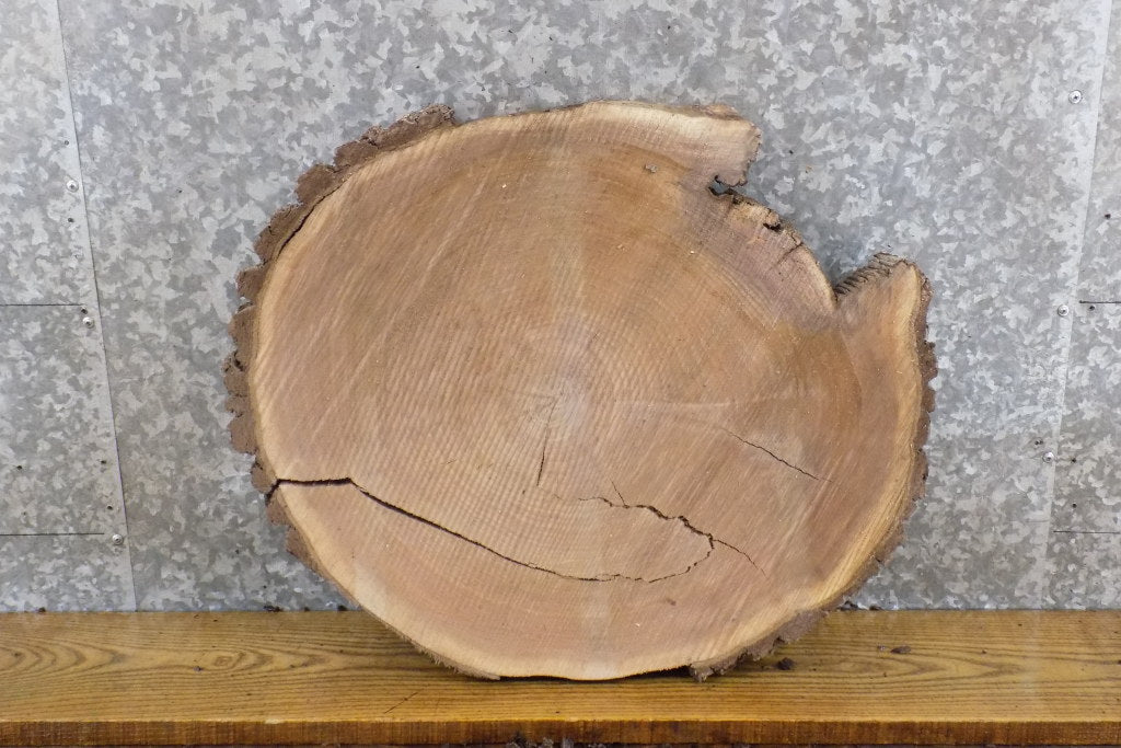 Natural Edge Bark Round Cut Black Walnut Side Table Top Slab 6404