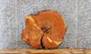Thumbnail for Live Edge Cedar Circle Cut Slab, Wood End Table Top 6406