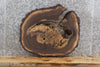 Thumbnail for Live Edge Black Walnut Tree Slice Accent Table Top Slab 6410
