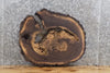 Thumbnail for Live Edge Black Walnut Tree Slice Accent Table Top Slab 6410