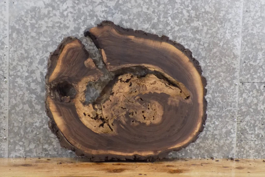 Live Edge Black Walnut Tree Slice Accent Table Top Slab 6410