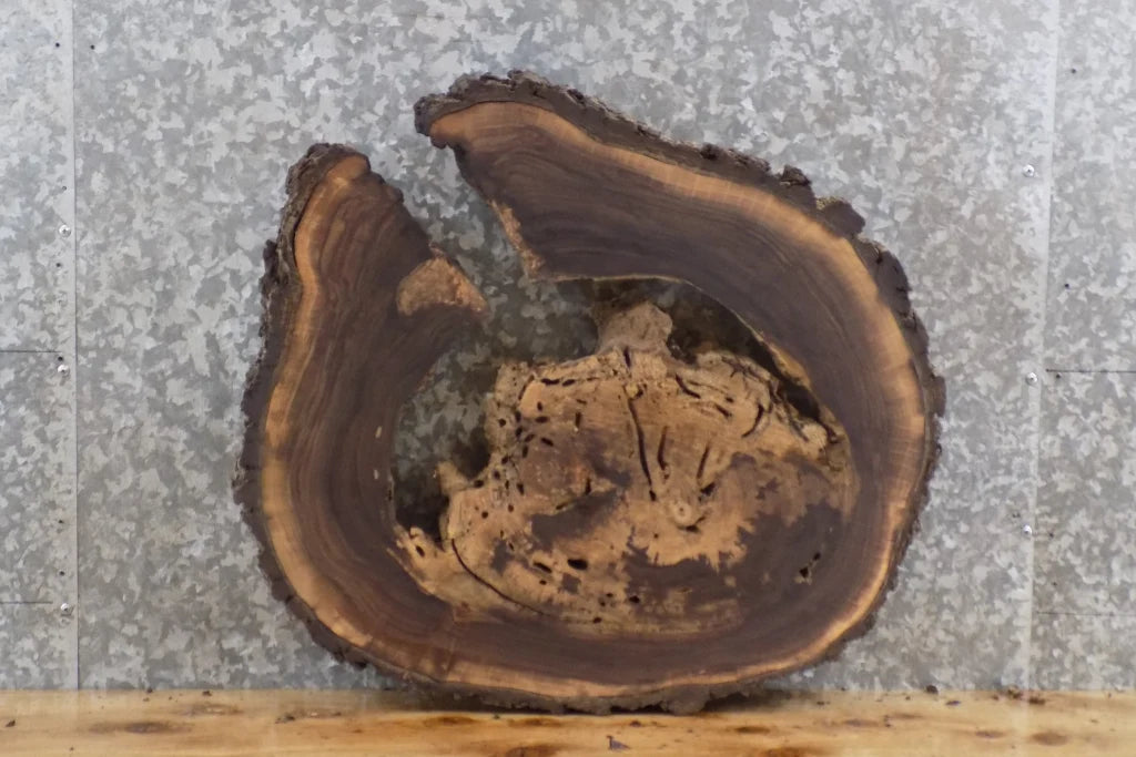Live Edge Black Walnut Round Cut Coffee Table Top Slab 6412